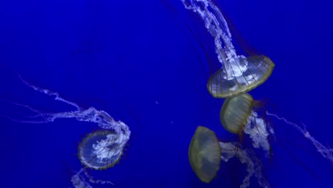 Collection-of-stringy-jelly-fish-floating-in-a-tank,-close-up