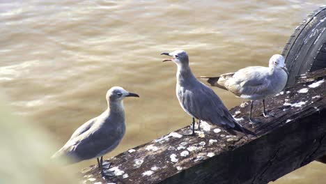 Group-of-seagulls,-laughing-gulls-on-post,-open-beak