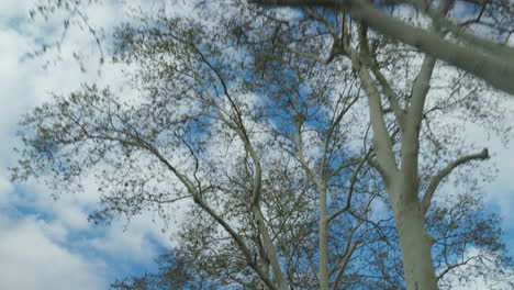 Los-árboles-Y-El-Cielo-Se-Desenfocan-A-Través-De-La-Vista-De-La-Ventana-Del-Coche-En-Movimiento.