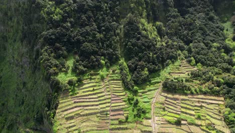 Vista-Aérea-De-La-Ladera-Del-Viñedo-En-Terrazas-De-Seixal-Revelación-Descendente-Del-Túnel-De-Carretera-João-Delgado-En-Madeira,-Portugal