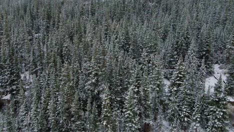 4K-Luftaufnahmen-Von-Immergrünen-Bäumen-Im-Schnee-In-Der-Nähe-Von-Breckenridge,-Colorado-Im-Winter