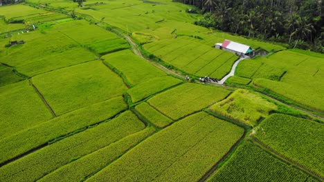 Aerial-drone-orbit-view-of-rice-field-terraces-in-Bali,-Indonesia