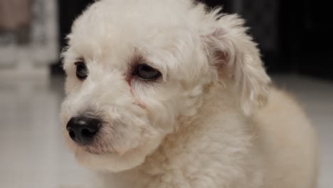 Close-up-Portrait-Of-A-Toy-Poodle-Dog-Breed-Indoor