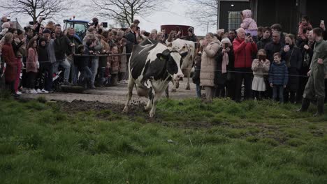 Happy-cows-run-out-of-the-stable-into-the-pasture