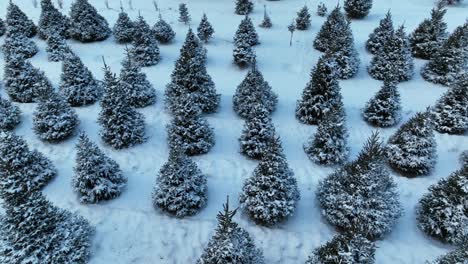 Weihnachtsbaumfarm-Mit-Schnee