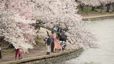 La-Gente-Disfruta-De-Los-Cerezos-En-Flor-A-Lo-Largo-De-La-Cuenca-Tidal-En-Washington-DC