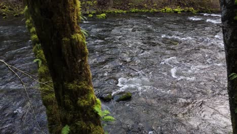 Majestic-view-looking-at-flowing-Cedar-River-through-moss-trees-in-Washington-State