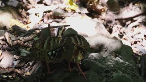 Two-individuals-feeding-together-under-the-shade-of-some-trees-during-the-morning,-Bar-backed-Partridge-Arborophila-brunneopectus,-Thailand