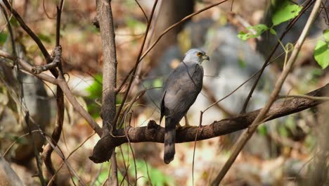 Looking-back-over-its-right-wing-then-turns-its-head-to-the-right-and-opens-its-mouth,-Crested-Goshawk-Accipiter-trivirgatus,-Thailand
