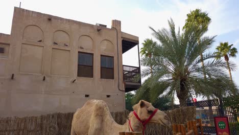 Mother-camel-Noorah,-as-part-of-the-Sheikh-Mohammed-bin-Rashid-Al-Maktoum-Centre-for-Cultural-Centre-cultural-tours---25