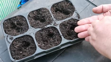 Looking-down-at-male-hands-sowing-vegetable-seeds-in-greenhouse-compost-tray-pots