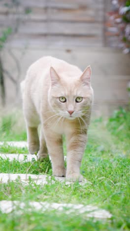 Cámara-Lenta-De-Un-Gato-Rojo-Caminando-En-Un-Jardín,-Se-Mueve-Como-Un-Felino,-Hay-Hierba-Verde-Y-Adoquines-Blancos