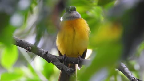 Grey-Capped-Flycatcher-perched-on-branch-of-tree-in-nature