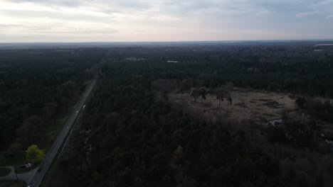 Durch-Die-Bäume:-Sonnenuntergang-Straße-In-Ascot-Von-Oben