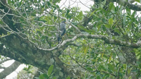 Ein-Schwarzer-Habicht-Thront-Auf-Einer-Kokospalme-Am-Strand-Im-Corcovado-Nationalpark-In-Costa-Rica