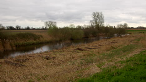 reeds-flattened-down-due-to-flooding-on-drainage-ditch-next-to-river-Ant,-at-Ludham-bridge