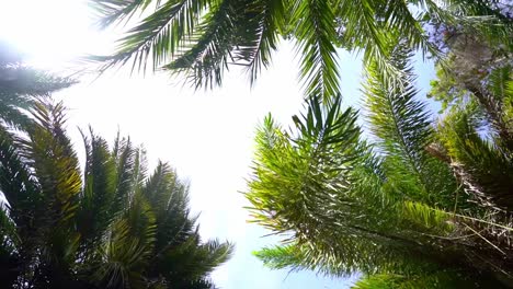 Looking-up-through-palm-tree-leaves-in-circle,-blue-sky-background,-sun-shining-through