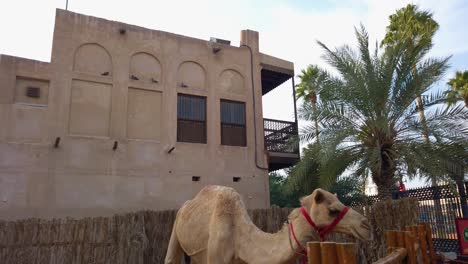 Madre-Camello-Noorah,-Como-Parte-Del-Centro-De-Visitas-Culturales-Del-Centro-Cultural-Jeque-Mohammed-Bin-Rashid-Al-Maktoum---25