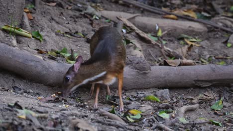 Beim-Füttern-In-Die-Kamera-Blickend,-Dann-Plötzlich-Nach-Oben-Und-Um-Sich-Schauend,-Gefahr-Drohend,-Zwerghirsch-Tragulus-Kanchil,-Thailand