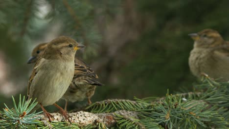 Cute-little-female-Sparrow-on-tree-branch-stretches-up-for-better-look