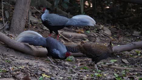 Two-males-and-a-female-foraging-together-in-the-forest,-Kalij-Pheasant-Lophura-leucomelanos,-Thailand
