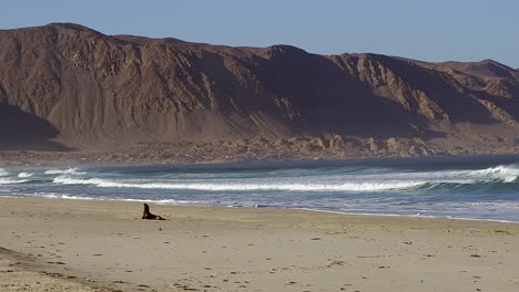 Ocean-waves-wash-ashore,-single-sea-lion-seal-enjoys-sunshine-on-beach