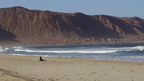 Meereswellen-Spülen-An-Land,-Einzelne-Seelöwenrobbe-Genießt-Den-Sonnenschein-Am-Strand