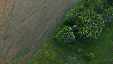 Hirsch-Auf-Einem-Sonnenbeschienenen-Weizenfeld,-Sommerabend-In-Finnland---Luftaufnahme