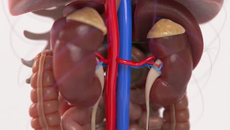 Cancer-formation-on-kidney-|-Growing-cancer-|-Kidney-health-|-Kidney-Failure-video-in-HD