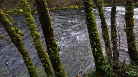 Hermosa-Vista-Hacia-Atrás-Del-Rápido-Río-Cedar-Y-árboles-De-Musgo-En-El-Estado-De-Washington