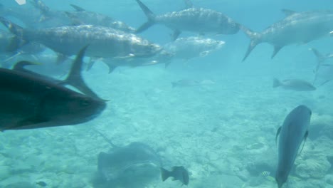 Unterwasserwelt-In-Curaçao---Fische,-Die-Beim-Schnorcheln-Entdeckt-Wurden