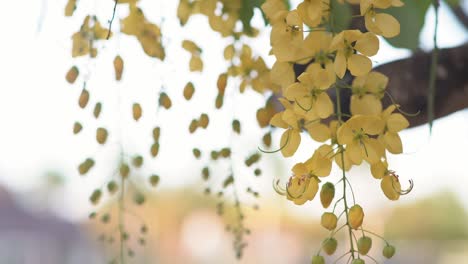 Yellow-flower-cassia-fistula-blossom-in-the-summer,-hanging-from-tree
