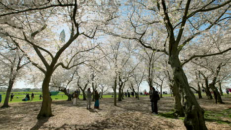 La-Gente-Toma-Fotografías-Bajo-El-Dosel-De-Los-Cerezos-En-Flor-Cerca-Del-Monumento-A-Washington.