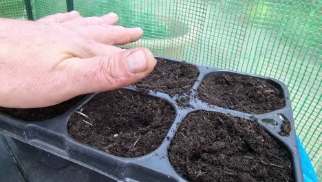 Male-hands-covering-seeds-with-soil-in-greenhouse-germination-compost-tray-starting-growth