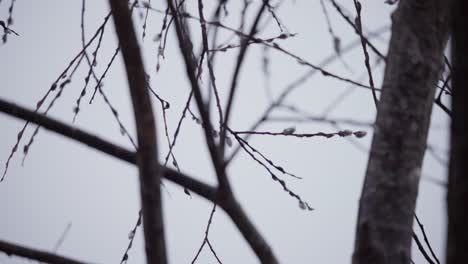 Rack-Focus-On-Twig-And-Branches-Of-A-Leafless-Tree