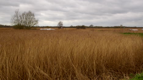 Plano-General-De-Juncos-Norfolk-Que-Crecen-Junto-Al-Río-Bure