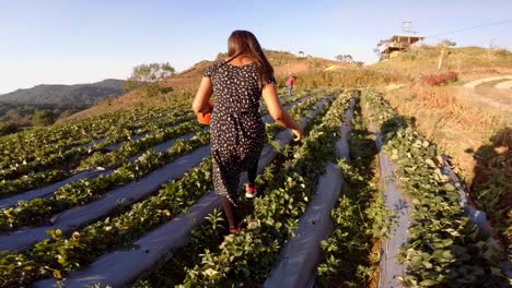 Beautiful-young-girl-picking-strawberry-from-small-farm-at-Phetchabun-Thailand