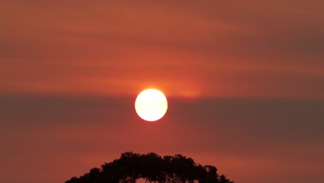 Big-Bright-Sunset-Over-Gum-Trees-Red-Orange-Sky-Birds-Fly-Across-Sunset-Australia-Victoria-Gippsland-Maffra