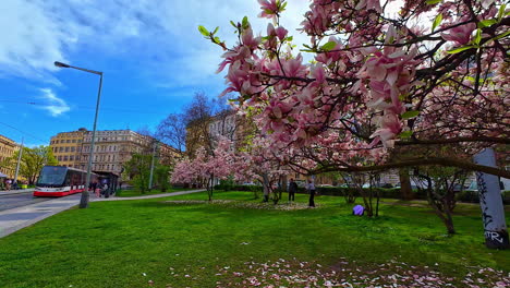 Colorful-cherry-blossom-in-city-center-of-Prague