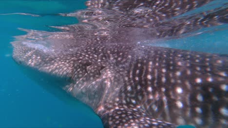 Cebu-Island,-Philippines---Embarking-on-a-Unique-and-Immersive-Journey:-Swimming-Amongst-Whale-Sharks-in-Oslob,-Cebu-Island,-Philippines