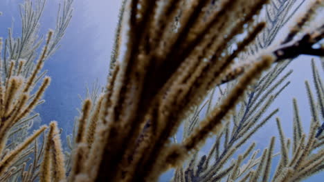 Close-up-shot-of-sea-plume-moving-with-the-flow-of-the-tide