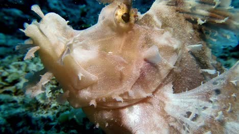 Super-Nahaufnahme-Eines-Seltenen-Rhinopias-Eschmeyeri,-Gefilmt-Unter-Wasser-Auf-Der-Insel-Mauritius