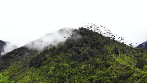 Berggipfel-Voller-Hoher-Palmen-In-Den-Kolumbianischen-Anden,-Kreisluftaufnahme
