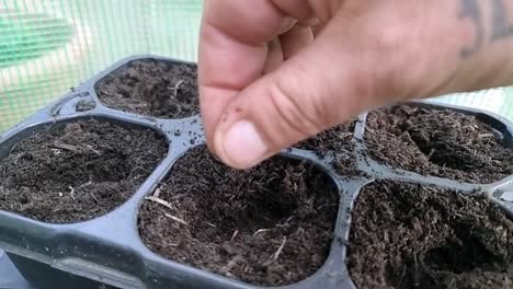 Male-hands-sowing-seeds-slow-motion-in-greenhouse-germination-compost-tray