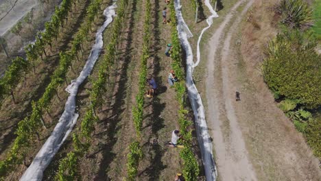 Aerial-view-of-the-grape-harvest-from-the-vineyards-of-the-Nelson-and-Tasman-region