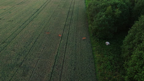 Aerial-view-tilting-in-front-of-a-deers-on-countryside-fields,-on-a-summer-evening