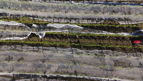 Workers-pull-the-nets-over-the-vineyard-for-harvest-in-the-Nelson-and-Tasman-region