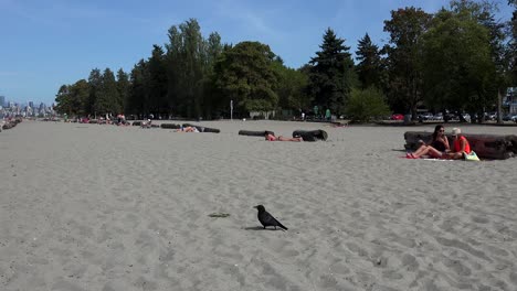 A-funny-crow-walks-on-a-beach-in-Vancouver