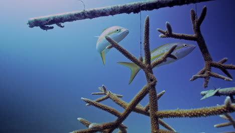 Two-Yellowtail-snappers-swimming-next-to-staghorn-corals-surgery