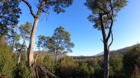 Time-lapse-shot-of-sunrise-in-Jackeys-Creek-Forest-Reserve,-Tasmania,-Australia